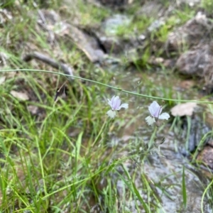 Arthropodium milleflorum at Mount Taylor - suppressed