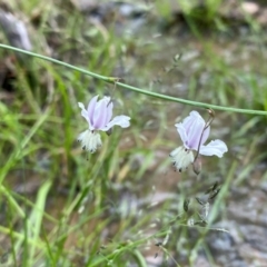 Arthropodium milleflorum at Mount Taylor - suppressed