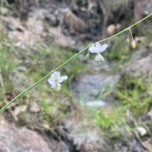 Arthropodium milleflorum at Mount Taylor - suppressed