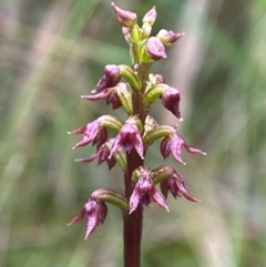 Corunastylis nuda (Tiny Midge Orchid) at Nunnock Swamp - 8 Jan 2024 by AJB