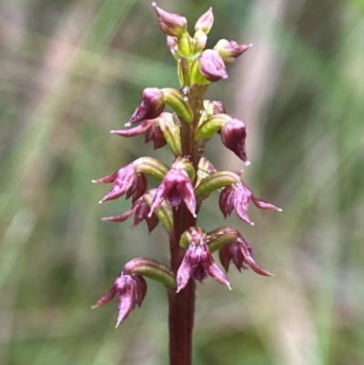 Corunastylis nuda (Tiny Midge Orchid) at South East Forest National Park - 8 Jan 2024 by AJB