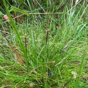 Corunastylis nuda at South East Forest National Park - 8 Jan 2024