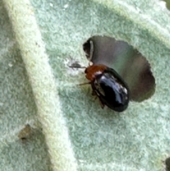 Chrysomelidae sp. (family) by lbradley