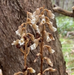 Gastrodia procera (Tall Potato Orchid) at Glen Allen, NSW - 8 Jan 2024 by AJB