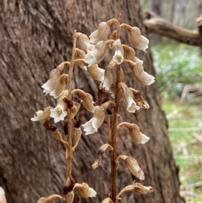 Gastrodia procera (Tall Potato Orchid) at Glen Allen, NSW - 8 Jan 2024 by AJB