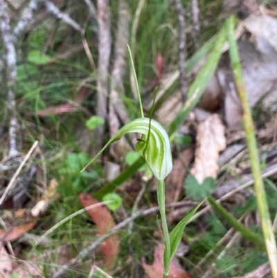 Diplodium decurvum (Summer greenhood) at Glen Allen, NSW - 8 Jan 2024 by AJB