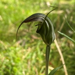 Diplodium aestivum (Long-tongued Summer Greenhood) at Tallaganda National Park - 18 Jan 2024 by AJB