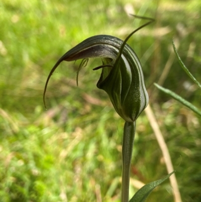 Diplodium aestivum (Long-tongued Summer Greenhood) at Tallaganda National Park - 18 Jan 2024 by AJB
