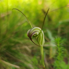 Diplodium decurvum (Summer greenhood) at Palerang, NSW - 19 Jan 2024 by Csteele4