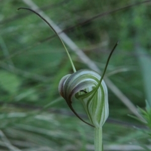 Diplodium decurvum at QPRC LGA - suppressed