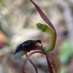 Chiloglottis reflexa (Short-clubbed Wasp Orchid) at QPRC LGA - 18 Jan 2024 by AJB