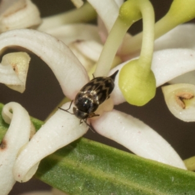 Mordella australis at South East Forest National Park - 18 Jan 2024 by AlisonMilton