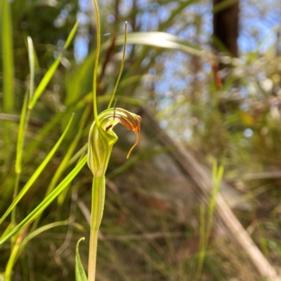 Diplodium decurvum (Summer greenhood) at Forbes Creek, NSW - 19 Jan 2024 by AJB