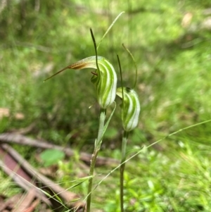 Diplodium decurvum at QPRC LGA - suppressed