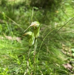 Diplodium decurvum at QPRC LGA - suppressed