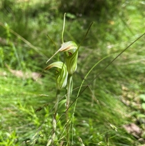 Diplodium decurvum at QPRC LGA - suppressed