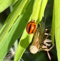 Micraspis frenata (Striped Ladybird) at Strathnairn, ACT - 18 Jan 2024 by SteveBorkowskis