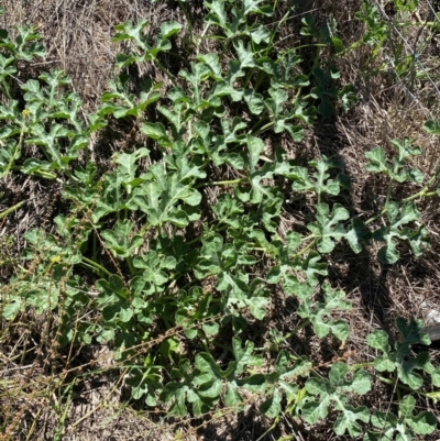 Cucumis myriocarpus (Prickly Paddy Melon) at Lower Molonglo - 19 Jan 2024 by SteveBorkowskis