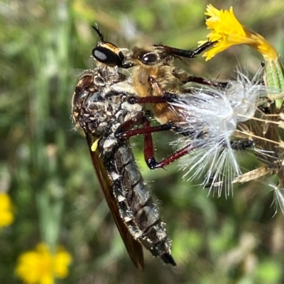 Asilidae (family) (Unidentified Robber fly) at Lower Molonglo - 18 Jan 2024 by SteveBorkowskis