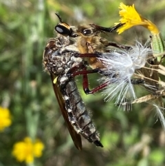 Asilidae (family) at Molonglo River Reserve - 19 Jan 2024