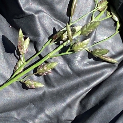 Eragrostis cilianensis (Stinkgrass) at Lower Molonglo - 19 Jan 2024 by SteveBorkowskis