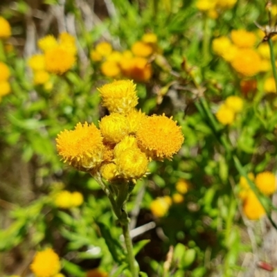 Chrysocephalum apiculatum (Common Everlasting) at Gunning Bush Block - 19 Jan 2024 by JohnS