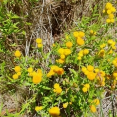 Chrysocephalum apiculatum at Gunning Bush Block - 19 Jan 2024 11:57 AM