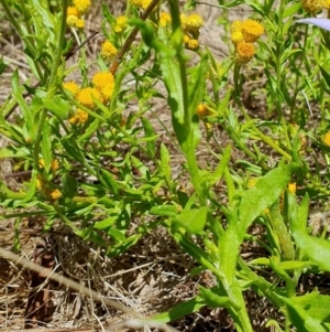 Chrysocephalum apiculatum at Gunning Bush Block - 19 Jan 2024