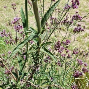 Verbena incompta at Gunning Bush Block - 19 Jan 2024 12:00 PM