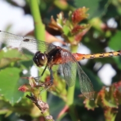Diplacodes melanopsis (Black-faced Percher) at Wingecarribee Local Government Area - 19 Jan 2024 by JanHartog