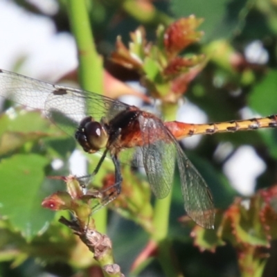 Diplacodes melanopsis (Black-faced Percher) at Wingecarribee Local Government Area - 19 Jan 2024 by JanHartog