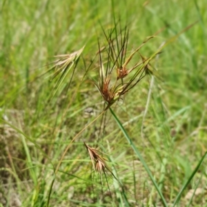 Themeda triandra at Gunning Bush Block - 19 Jan 2024