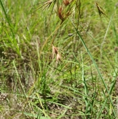 Themeda triandra at Gunning Bush Block - 19 Jan 2024