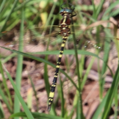 Synthemis eustalacta (Swamp Tigertail) at Wingecarribee Local Government Area - 19 Jan 2024 by JanHartog