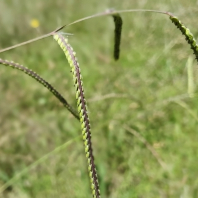 Paspalum dilatatum (Paspalum) at Gunning Bush Block - 19 Jan 2024 by JohnS