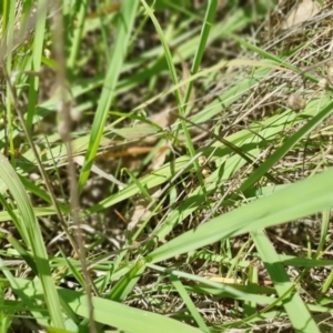 Paspalum dilatatum at Gunning Bush Block - 19 Jan 2024