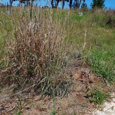 Phalaris aquatica (Phalaris, Australian Canary Grass) at Gunning Bush Block - 19 Jan 2024 by JohnS