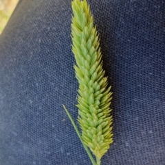 Phalaris aquatica at Gunning Bush Block - 19 Jan 2024