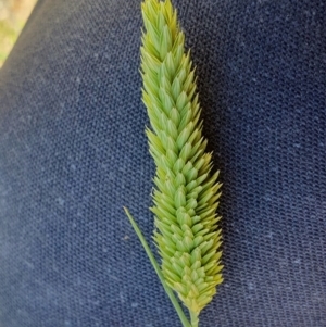 Phalaris aquatica at Gunning Bush Block - 19 Jan 2024