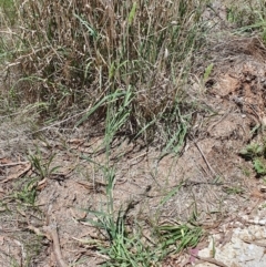 Phalaris aquatica at Gunning Bush Block - 19 Jan 2024