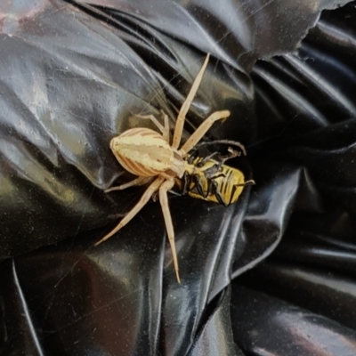 Runcinia acuminata (Pointy Crab Spider) at Gunning Bush Block - 19 Jan 2024 by JohnS