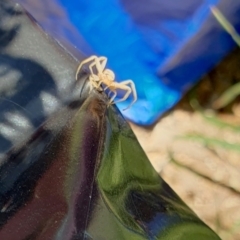 Runcinia acuminata at Gunning Bush Block - 19 Jan 2024