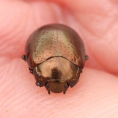 Chrysolina quadrigemina (Greater St Johns Wort beetle) at Aranda Bushland - 15 Nov 2023 by ConBoekel