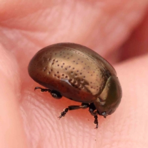 Chrysolina quadrigemina at Aranda Bushland - 15 Nov 2023