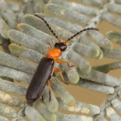 Chauliognathus lugubris (Plague Soldier Beetle) at Aranda, ACT - 14 Nov 2023 by ConBoekel