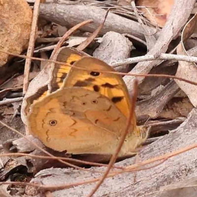 Heteronympha merope (Common Brown Butterfly) at Black Mountain - 14 Nov 2023 by ConBoekel