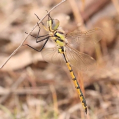 Hemicordulia tau (Tau Emerald) at Aranda Bushland - 14 Nov 2023 by ConBoekel