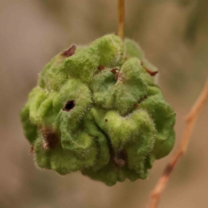 Dasineura sp. (genus) at Black Mountain - 15 Nov 2023