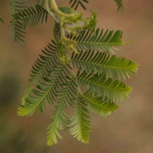 Dasineura sp. (genus) at Black Mountain - 15 Nov 2023