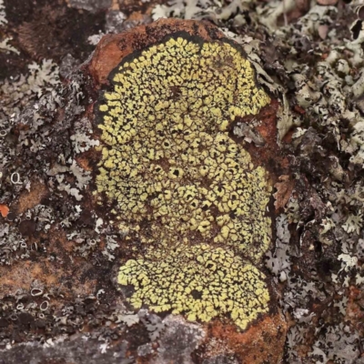 Unidentified Lichen at Black Mountain - 15 Nov 2023 by ConBoekel